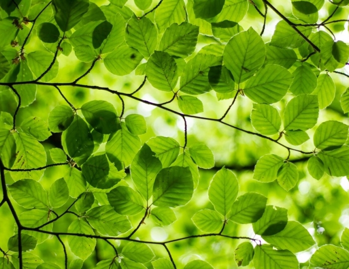 Лёгкое дыхание - Лечебные программы - Пансионат «Солнечный» Николаевка